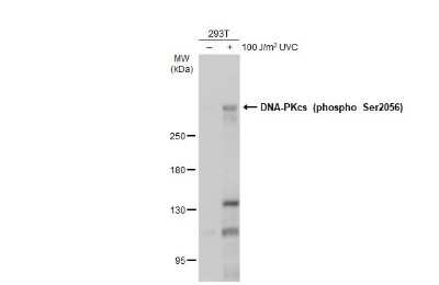 Western Blot: DNA-PKcs [p Ser2056] Antibody [NBP3-13142]